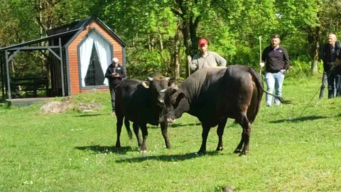 Rize'de Boğa Güreşleri Hazırlıkları Başladı