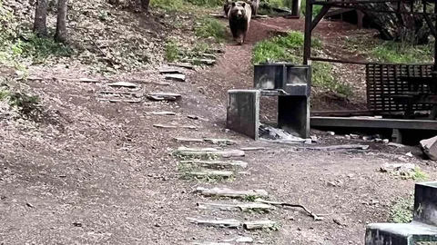Soğuksu Milli Parkı'nda Ayı Ailesi Görüntülendi