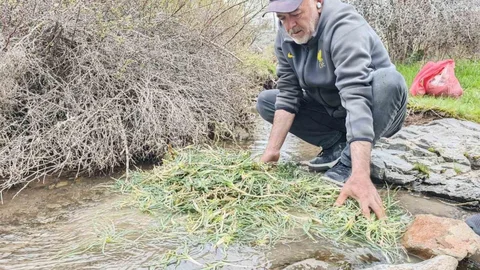 Malatya'da Yemlik Otu İlgi Görüyor