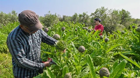 Mersin'de Enginar Hasadı Yapıldı