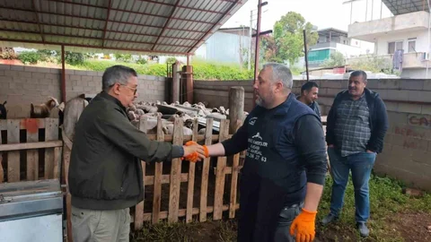 Mersin'de Kurbanlık Satışları Başladı