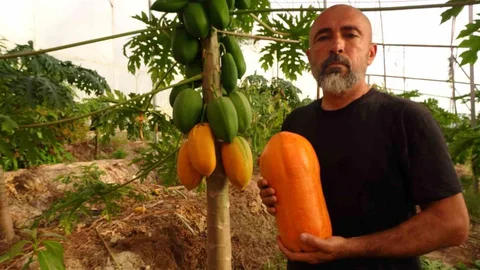 Tropikal Papaya Hasadı Başladı