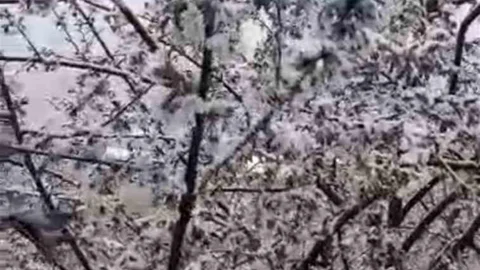 Adana'da Kiraz Çiçekleri Kar Altında Kaldı