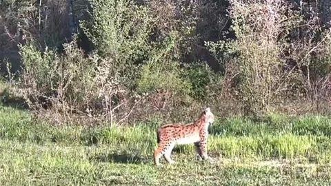 Ovacık’ta Vaşak Görüntülendi