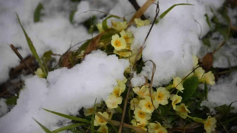 Kastamonu'da Çiçekler Karla Kaplandı