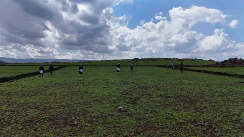 Diyarbakır'da Karacadağ Pirinci Ekimi Başladı