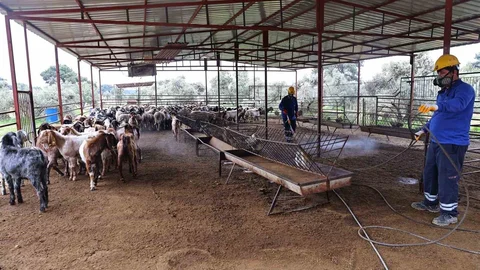 Antalya'da Karasinek İlaçlama Çalışmaları