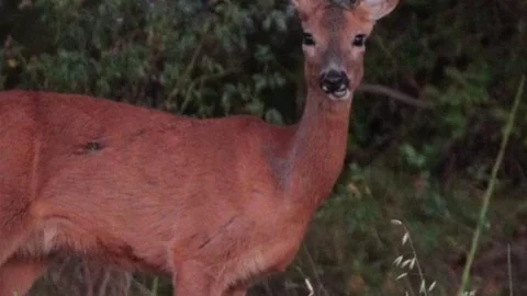 Karabük'te Yaban Hayat Görüntüleri