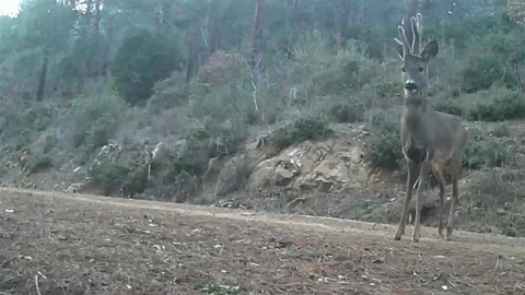 Ganos Dağları'nda Karacalar Görüntülendi