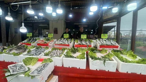 Alaplı'da Mezgit Fiyatları Yükseldi