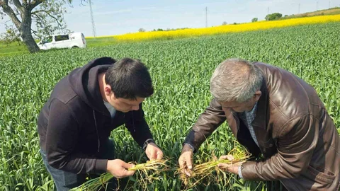 Edirne'de Buğday Tarlalarında Hastalık Uyarısı