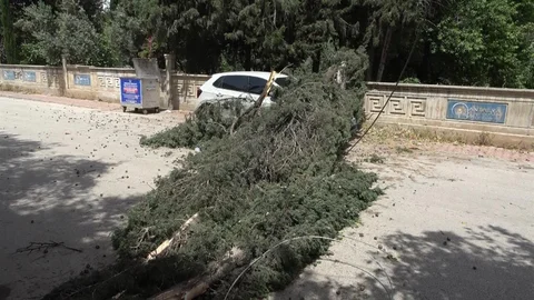 Antalya'da Ağaç Devrildi, Araç Zarar Gördü