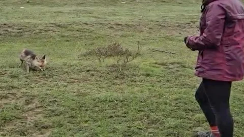 Çorum'da Aç Kalan Tilki Beslendi