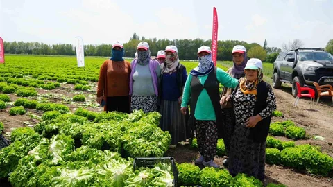 Iğdır'da İlk Marul Hasadı Yapıldı