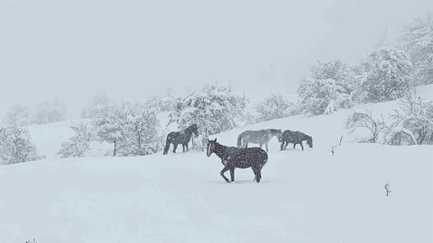 Bolu'da Yılkı Atları Görüntülendi