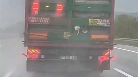 Sakarya Otoyolunda Tırdan Düşen Tavuklar