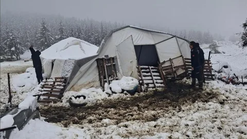 Denizli'de Çadır Çöktü, Hayvanlar Kurtarıldı