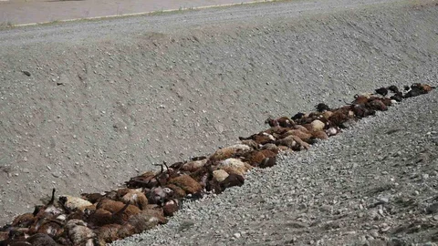 Iğdır'da Arı Saldırısı Sonrası Hasar Tespiti