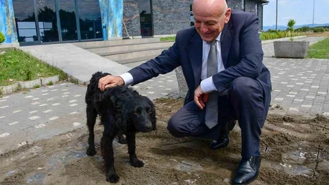 Terme'de Hayvan Bakımevi Projesi Başladı