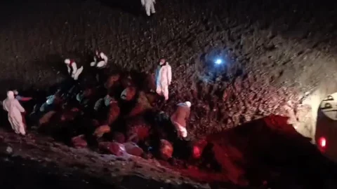 Iğdır'da Arı Saldırısı Sonucu 816 Koyun Telef Oldu