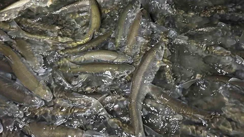 Van Gölü'nde İnci Kefali Göçü Başladı