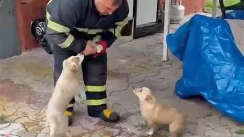 Niğde'de Baraj Taşkınına Mahsur Kalan Köpekler Kurtarıldı