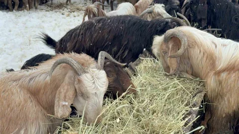 Eskişehir'de Besici Çiftin Zorlu Mücadelesi
