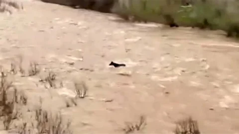 Bingöl'de Sel Sularına Kapılan At Kurtarıldı