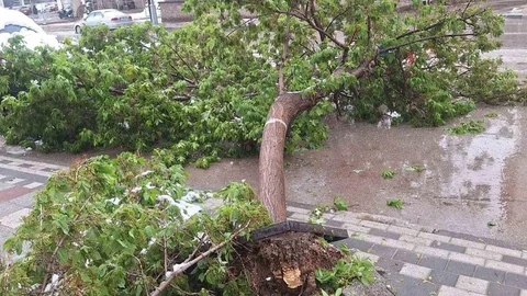 Kar yağışında ağaçlar devrildi