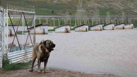 Sivas'ta Kangal Çiftliği Sular Altında Kaldı