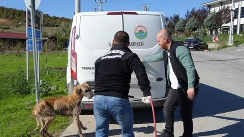 Samsun'da Hayvan Barınakları Konuşuldu