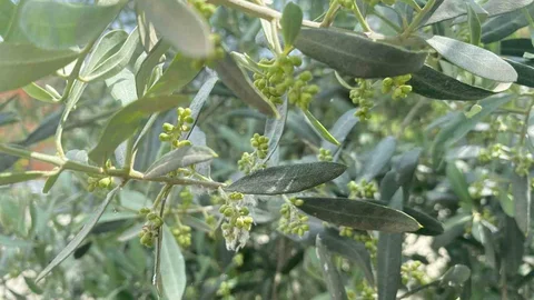 Salihli’de Zeytin Üreticilerine Halkalı Leke Uyarısı