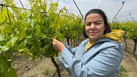 Manisa'da Pestisit Olmadan Üretim Başarıldı