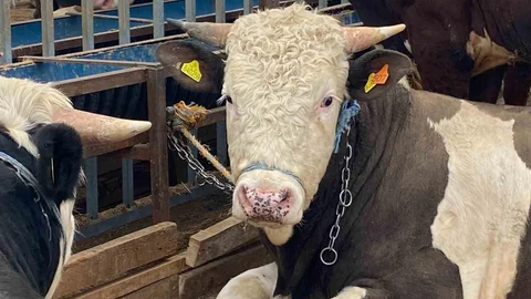 Kocaeli'de Kurbanlık Hayvan Uyarısı