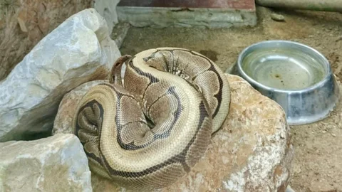 Ordu’da Yasa Dışı Piton Yakalandı