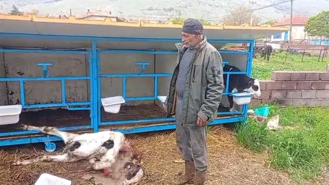 Konya'da Köpeklerin Saldırısı Sonucu Buzağı Telefi
