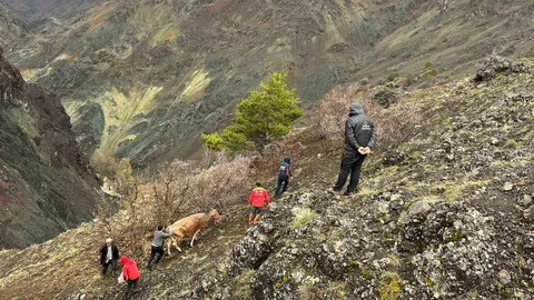 Sivas'ta Mahsur Kalan İnekler Kurtarıldı