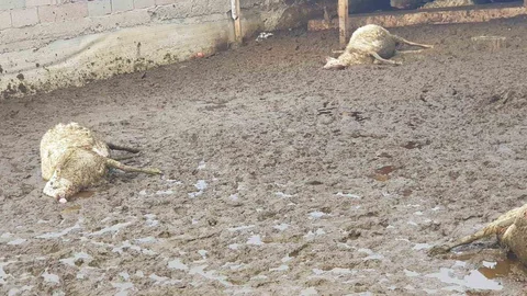 Polatlı'da Kurt Saldırısı Yaşandı