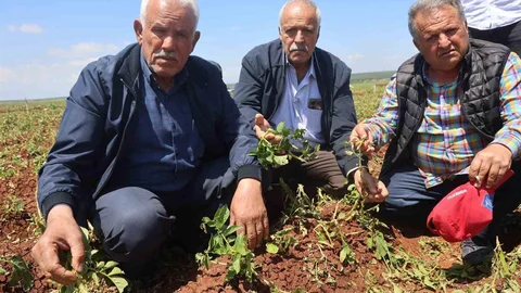 Ceviz Büyüklüğünde Dolu Tarım Ürünlerine Zarar Verdi