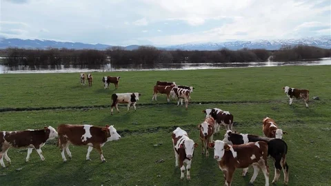 Ardahan'da Besiciler Hayvanlarını Meraya Çıkardı
