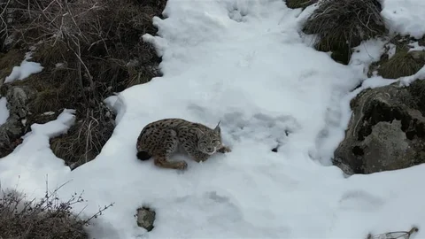 Erzurum'un 469 Yıllık Vaşak Fermanı Keşfedildi