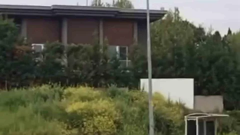 Bursa'da Aç Kalan Domuzlar Şehir Merkezinde Geziyor