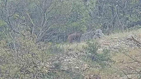 Bursa'da Ayı Paniği Görüntülendi
