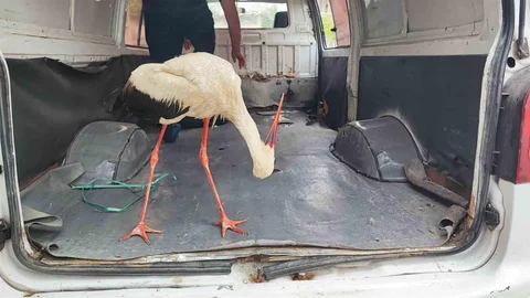 Adana'da Yaralı Leyleğe Yardım Eli