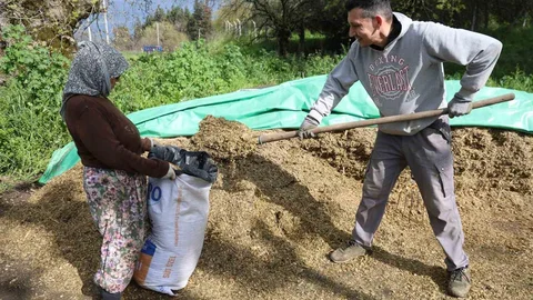 Aydın'da Bahar Yağmurları Hayvancılığı Canlandırdı
