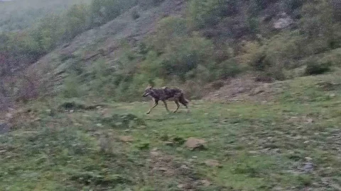 Aç Kalan Çakal Karabük'te Görüntülendi