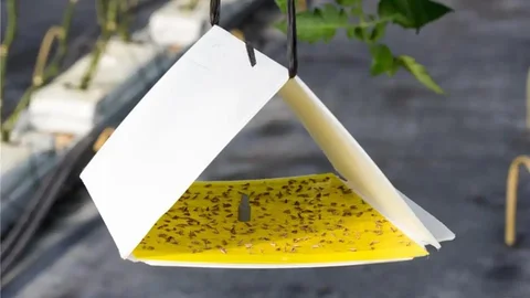 Erzincan’da Domates Üreticilerine Destek Programı