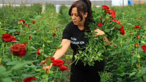 Adana'da Gül Fiyatları Yükseliyor