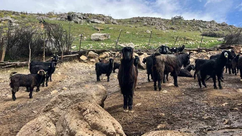 Denizli'de Küçükbaş Hayvancılık Sorunları Artıyor