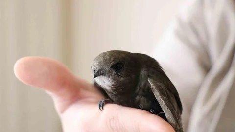 Sivas'ta Ebabil Kuşları Kendini Öldürebiliyor